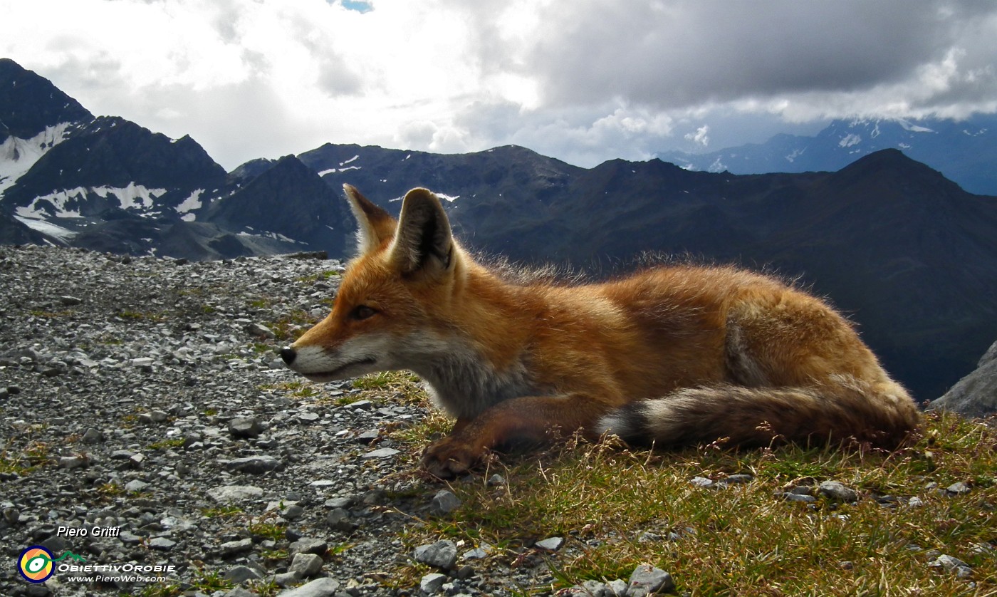 36 Ci accoglie la volpe di casa al rifugio.JPG